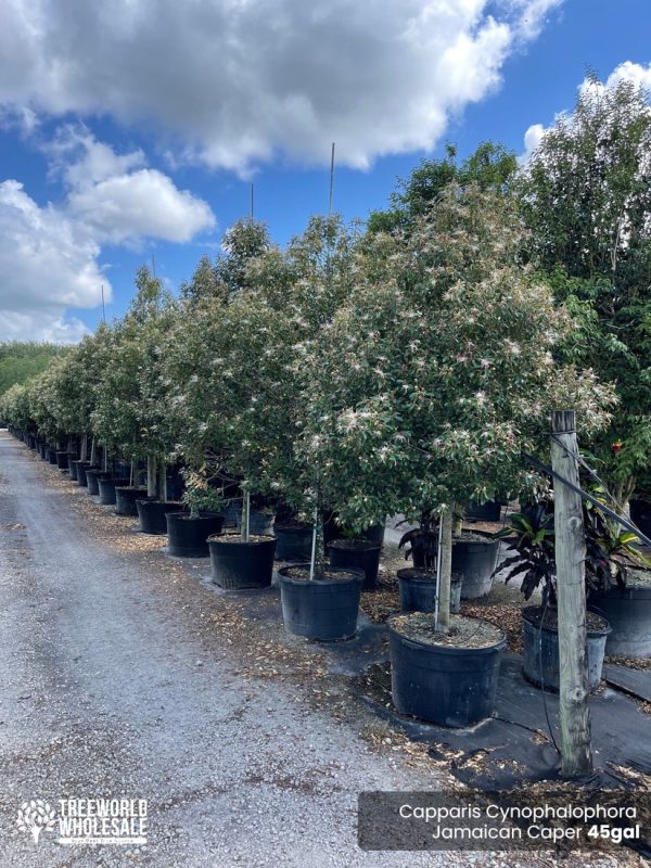 45 Gal - Capparis Cynophalophora - Jamaican Caper, Black Caper