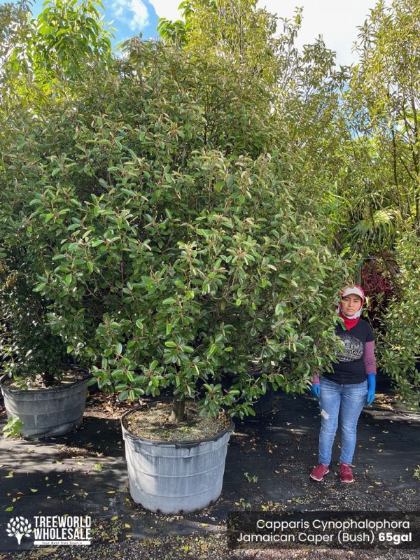 Capparis Cynophalophora - Jamaican Caper bush, Black Caper - Bush - G