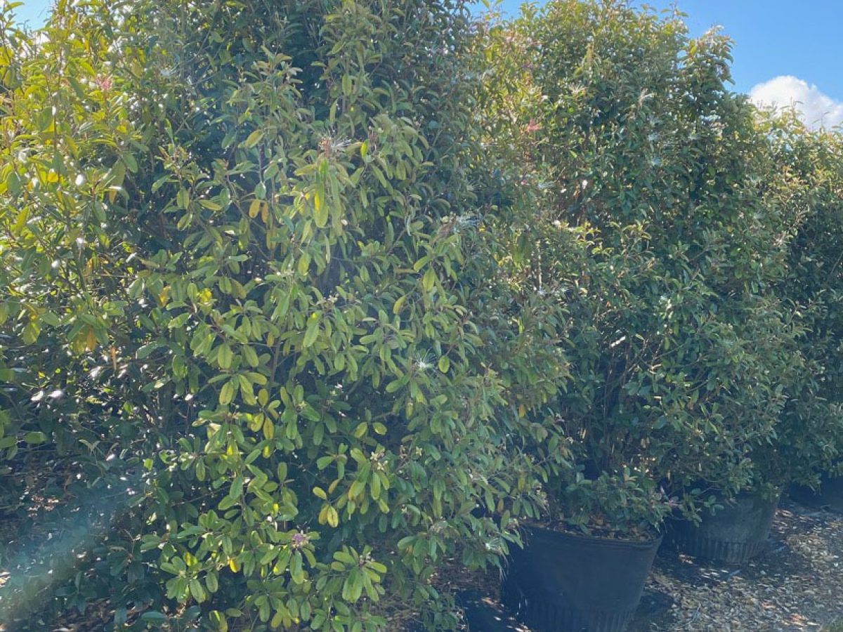 Jamaican Caper Hedge - Capparis Cynophalophora for Sale Florida