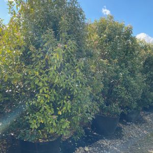 65 Gal - Capparis Cynophalophora hedge - Jamaican Caper, Black Caper -