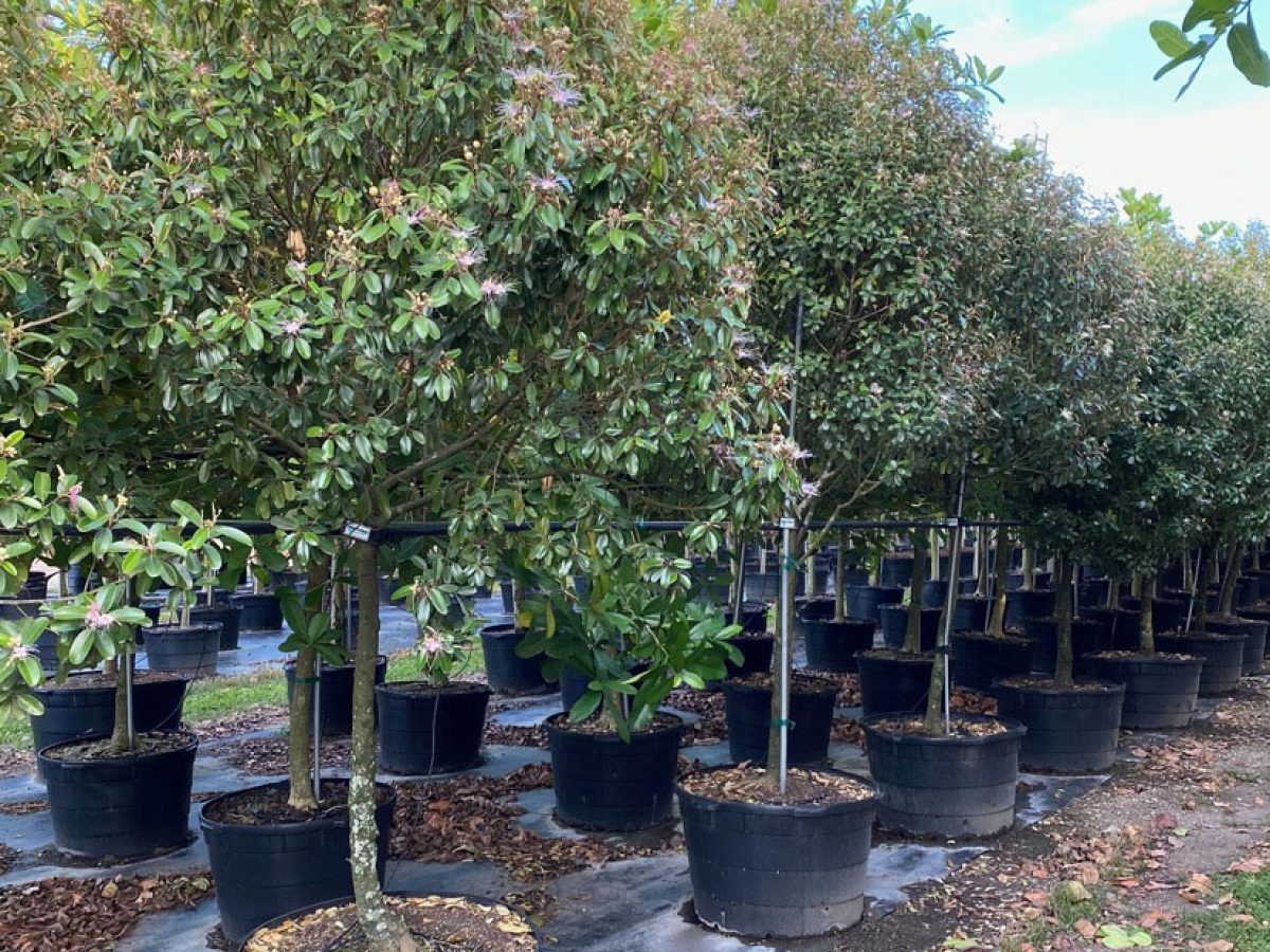 65-Gal-Capparis-Cynophalophora