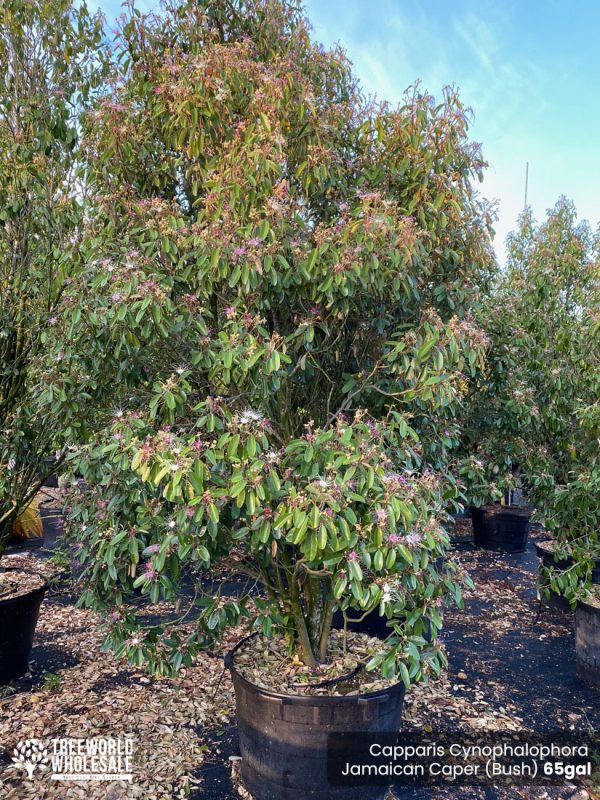 65 gallons Capparis Cynophalophora - Jamaican Caper, Black Caper