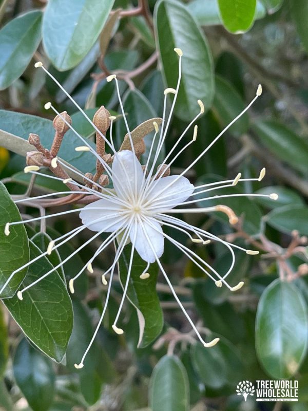 Capparis Cynophalophora - Jamaican Caper, Black Caper - Flower