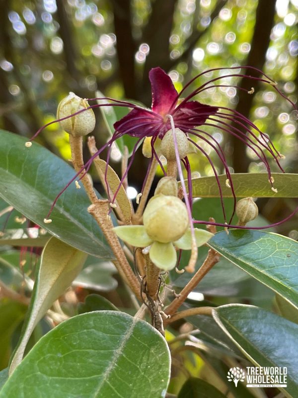 Capparis Cynophalophora - Jamaican Caper, Black Caper