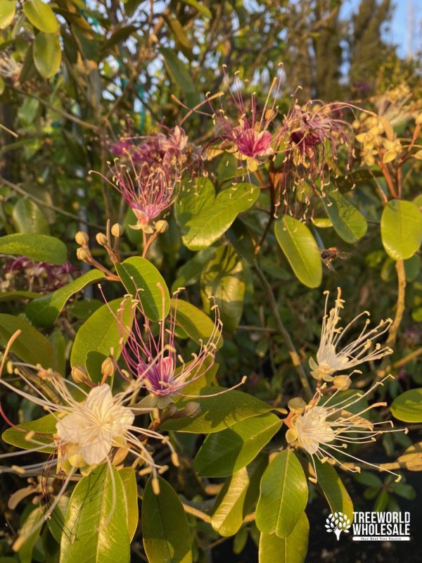 Capparis Cynophalophora - Jamaican Caper, Black Caper - Flower