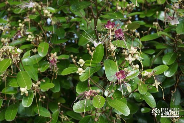 Capparis Cynophalophora - Jamaican Caper, Black Caper - Flower - Leaf