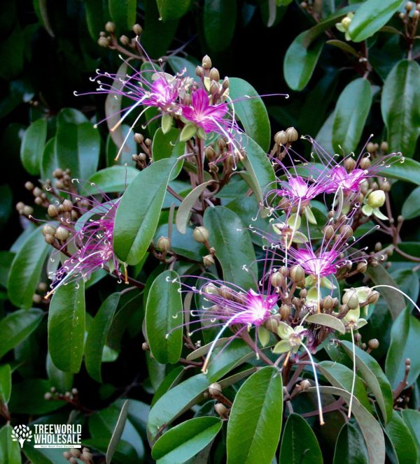 Capparis Cynophalophora - Jamaican Caper, Black Caper - Flower - Leaf