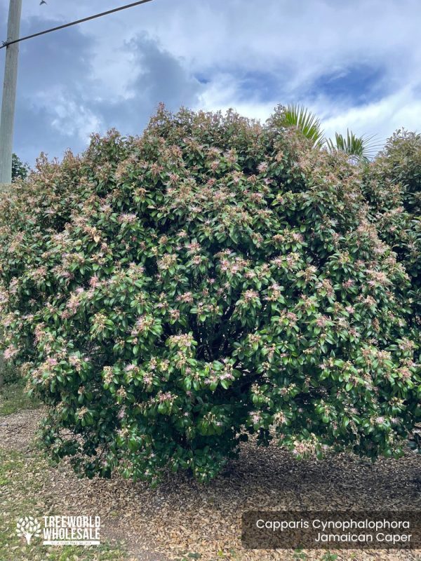 Capparis Cynophalophora Bush - Jamaican Caper - Specimen