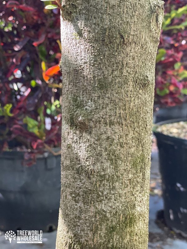 Capparis Cynophalophora - Jamaican Caper, Black Caper - Trunk