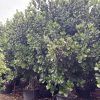 Clusia Rosea Pitch Apple (Multitrunk) 100gal