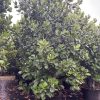 Clusia Rosea Pitch Apple (Multitrunk) 100gal