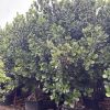 Clusia Rosea - Pitch Apple (Multitrunk) 100gal