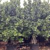 Clusia Rosea - Pitch Apple (Multitrunk) 45gal