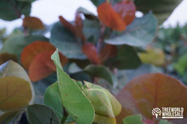 Coccoloba Uvifera - Sea Grape - Leaf