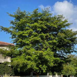 Bucida Buceras -Shady Lady - Specimen