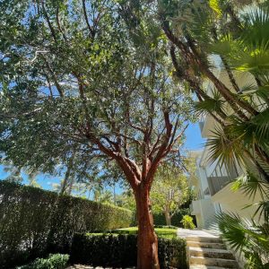 Bursera Simaruba - Gumbo Limbo (Red Trunk Belize) - Specimen