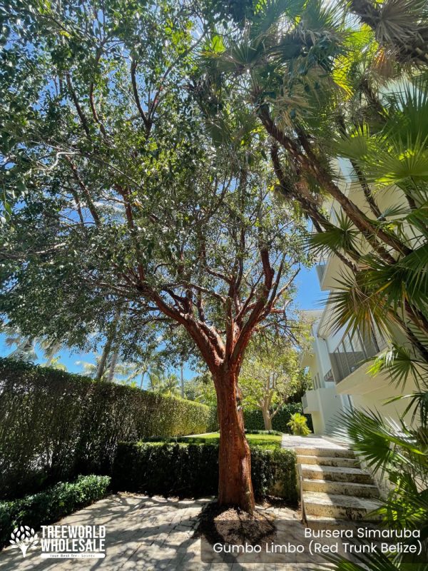 Bursera Simaruba - Gumbo Limbo (Red Trunk Belize) - Specimen