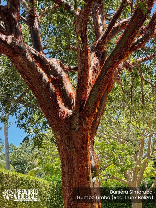 Bursera Simaruba - Gumbo Limbo (Red Trunk Belize) - Trunk