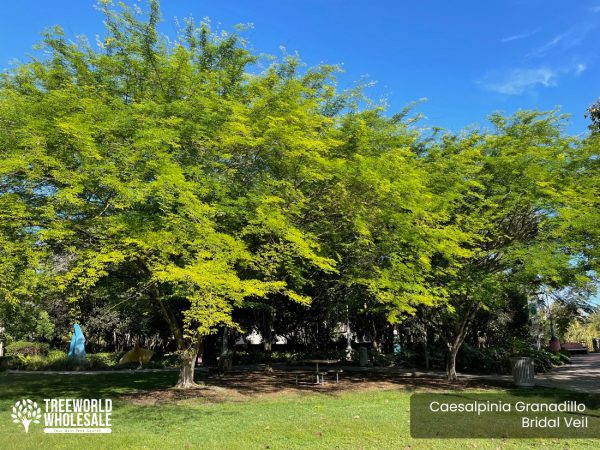 Caesalpinia Granadillo - Bridal Veil - Specimen