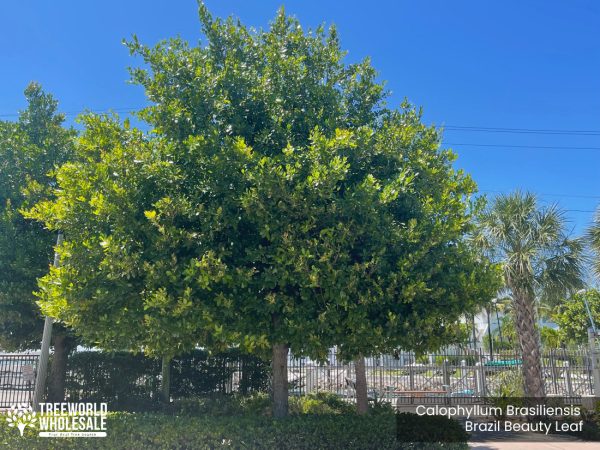 Calophyllum Brasiliensis - Brazil Beauty Leaf - Specimen