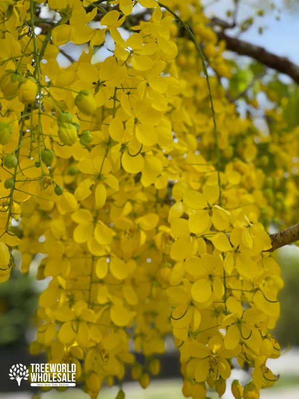 Cassia Fistula - Golden Shower - Flower