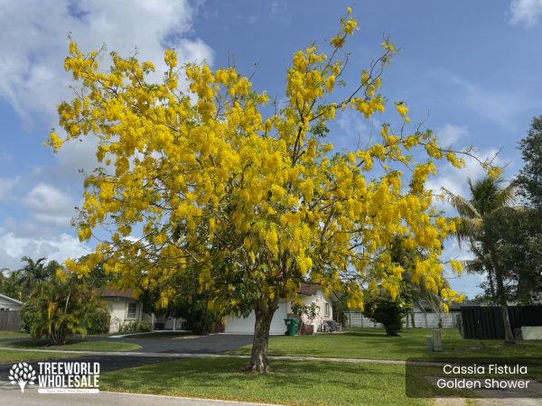 Cassia Fistula - Golden Shower - Specimen -