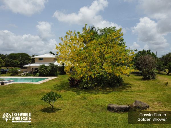 Cassia Fistula - Golden Shower - Specimen