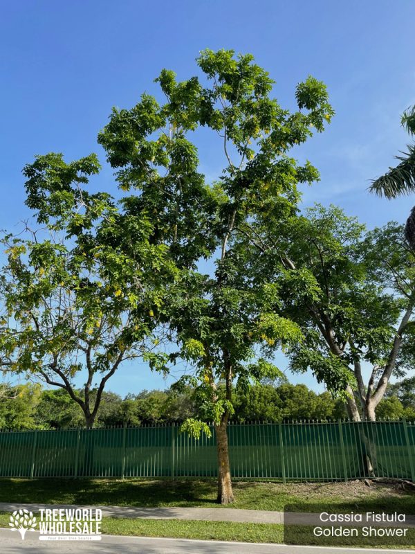 Cassia Fistula - Golden Shower - Specimen without Flower