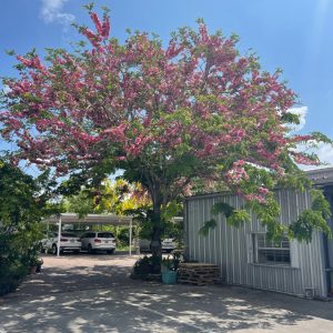 Cassia Javanica - Apple Blossom Specimen