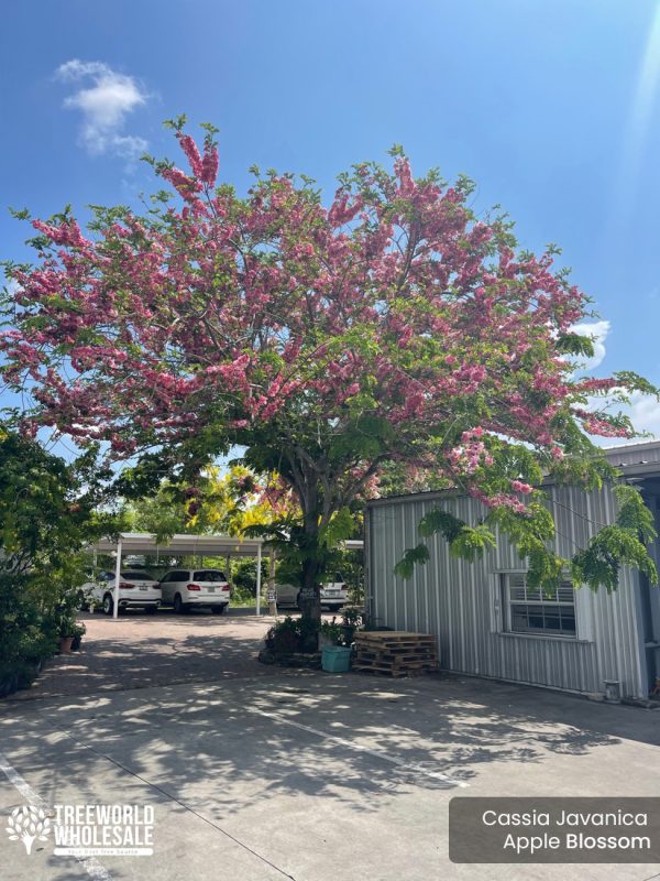 Cassia Javanica tree - Apple Blossom Specimen