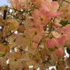Cassia X nealia - Rainbow Shower - Flower
