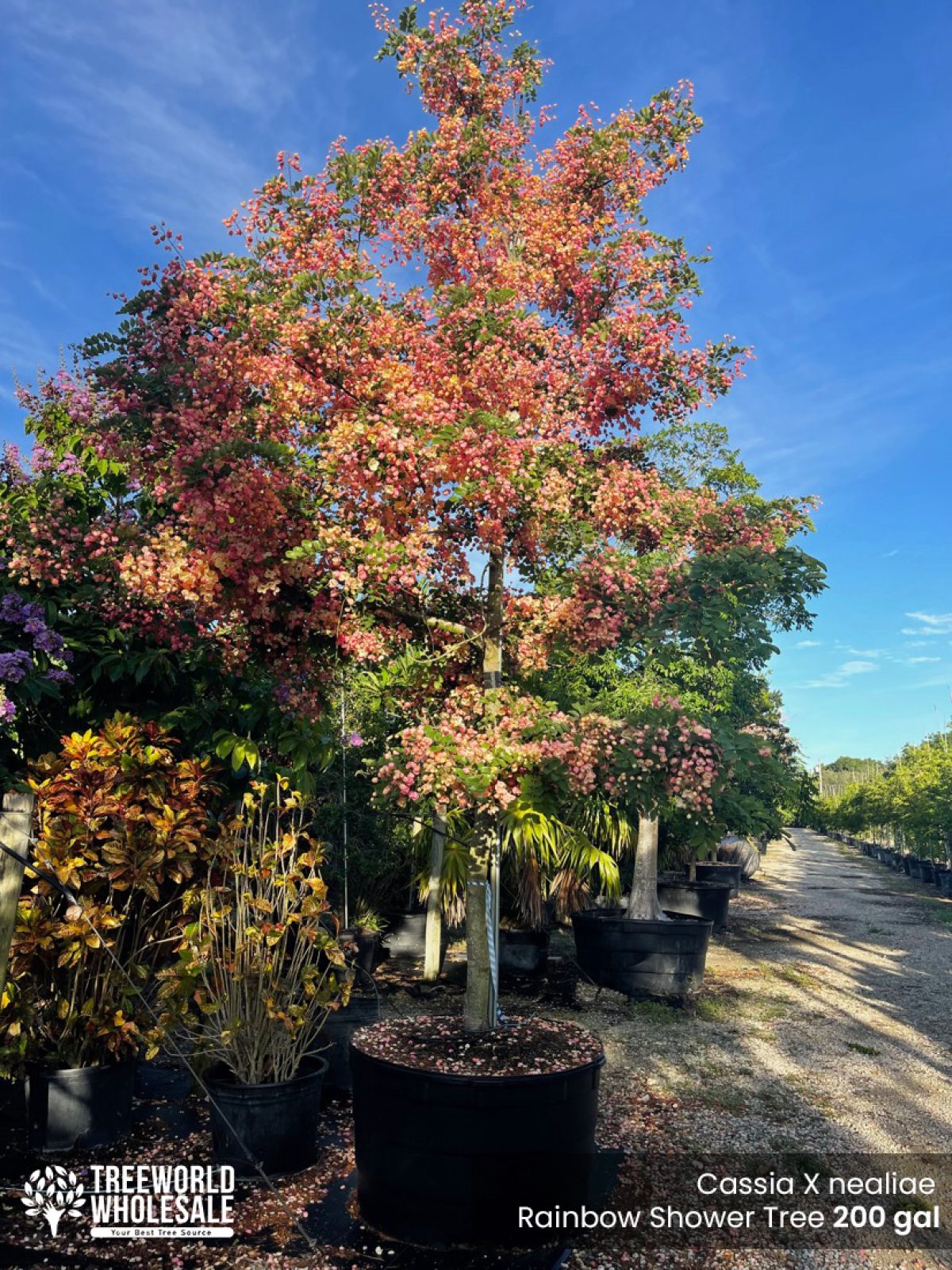 Rainbow Shower Tree - Cassia x Nealiae for Sale Florida