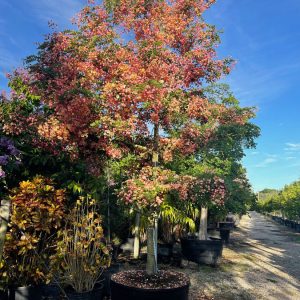 Rainbow shower tree - Cassia x Nealiae - 200 gal