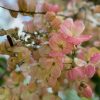 Cassia x Nealiae - Rainbow Shower - Flower--