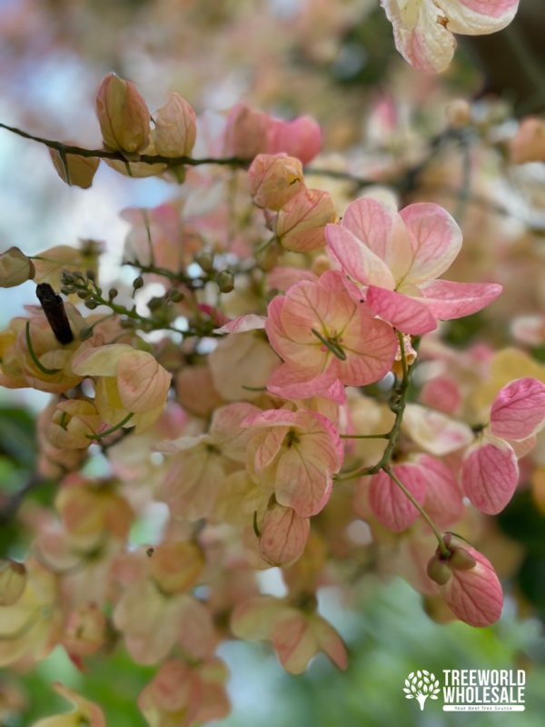 Cassia x Nealiae - Rainbow Shower - Flower--