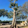 Ceiba Pentadra - Kapok Tree