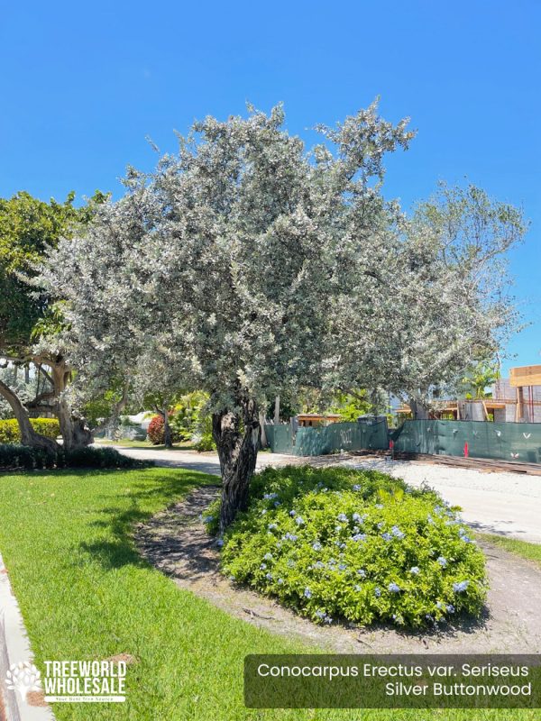 Conocarpus Erectus var. Seriseus - Silver Buttonwood - Specimen