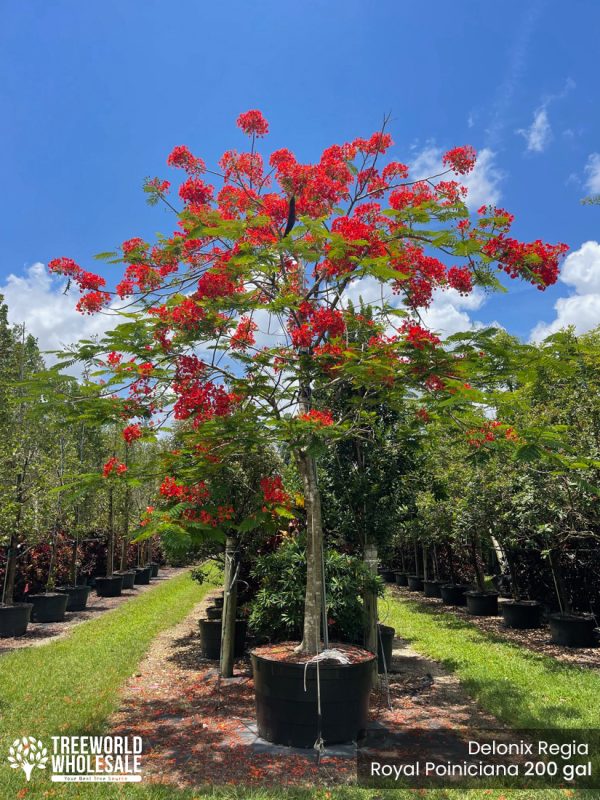 Delonix Regia - Royal Poiniciana - 200 gal