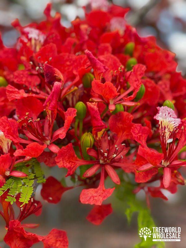 Delonix Regia - Royal Poiniciana - Flower