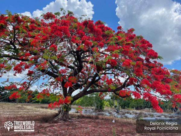 Delonix Regia - Royal Poiniciana - Specimen