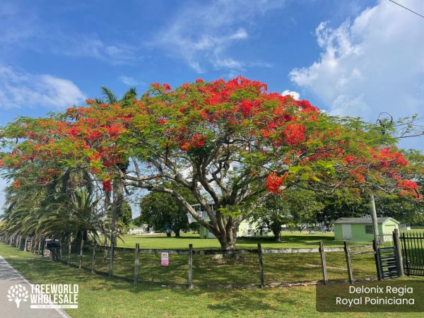 Delonix Regia - Royal Poiniciana -- Specimen