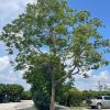 Eucalyptus Deglupta- Mindanao Gum Specimen