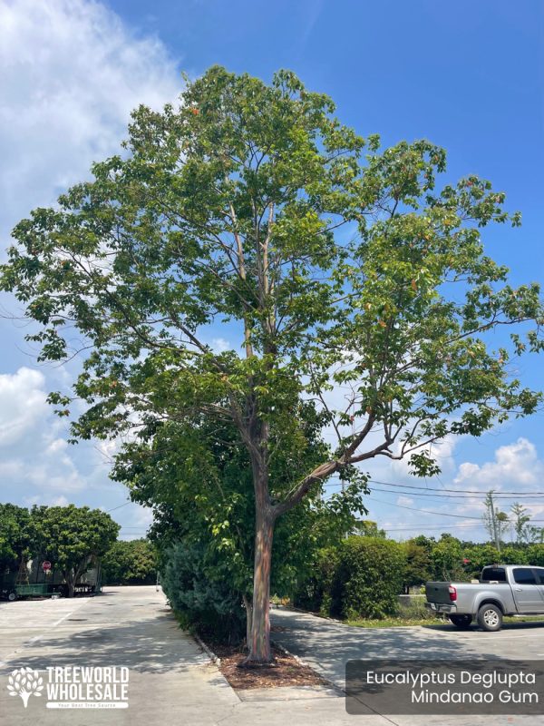 Eucalyptus Deglupta- Mindanao Gum Specimen