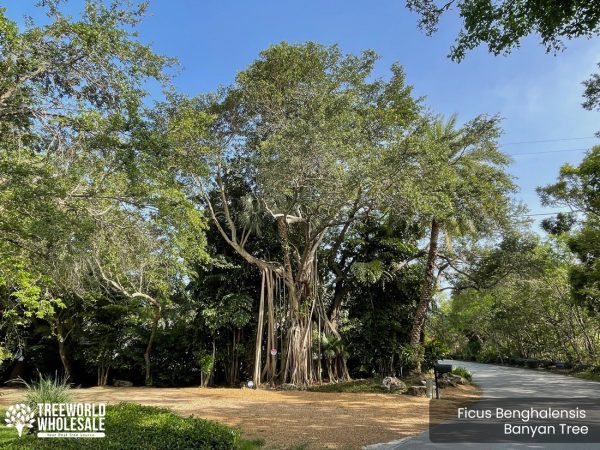 Ficus Benghalensis- Banyan Tree - Specimen-