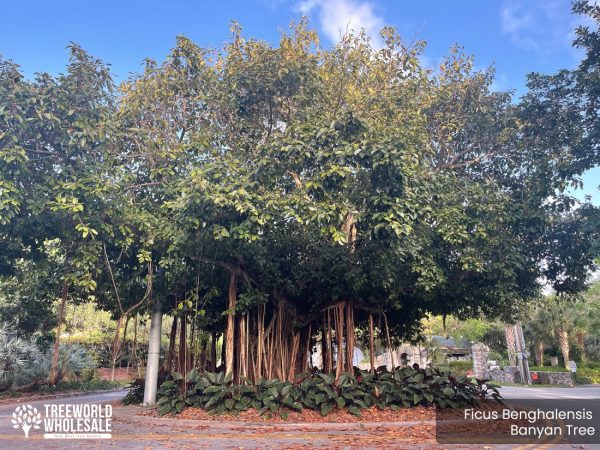 Ficus Benghalensis - Banyan Tree - Specimen