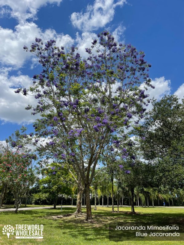 Jacaranda Mimosifolia - Blue Jacaranda - Specimen