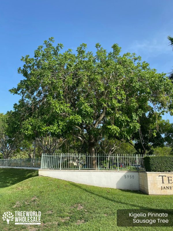 Kigelia Pinnata - Sausage Tree - Specimen