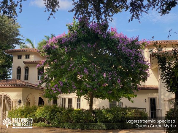 Lagerstroemia Speciosa - Queen Crape Myrtle - Specimen