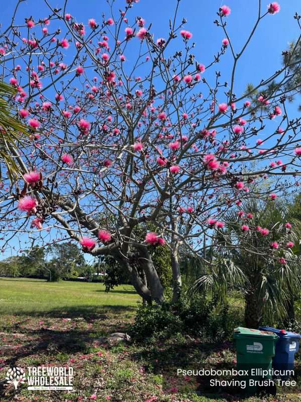 Pseudobombax Ellipticum - Shaving Brush Tree -Specimen_