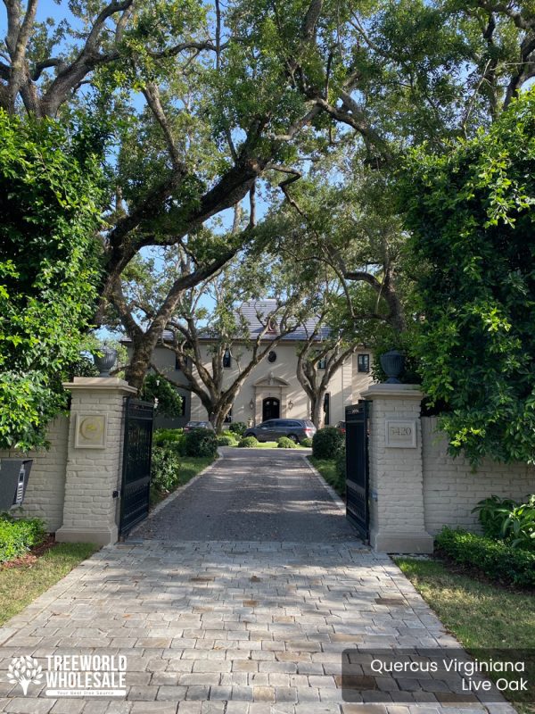 Quercus Virginiana - Live Oak - Specimen